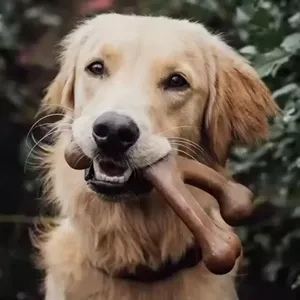 Pet Dog Bone Chew Toy