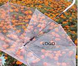 Transparent Umbrellas